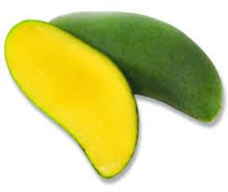 Grafted Keo Savoy Mango Tree 1ft in 6" Pot - Mangifera indica - Exotic Thai Mango with Sweet Crunchy Flavor
