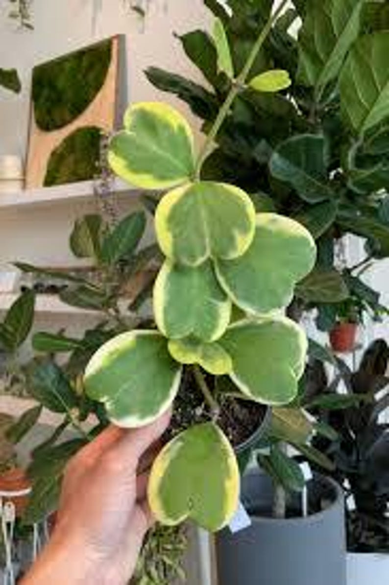 Hoya Kerri Variegated Plant - 6" Pot - Heart-Shaped Leaves - Hoya kerrii - Ideal for Vining and Indoor Decor