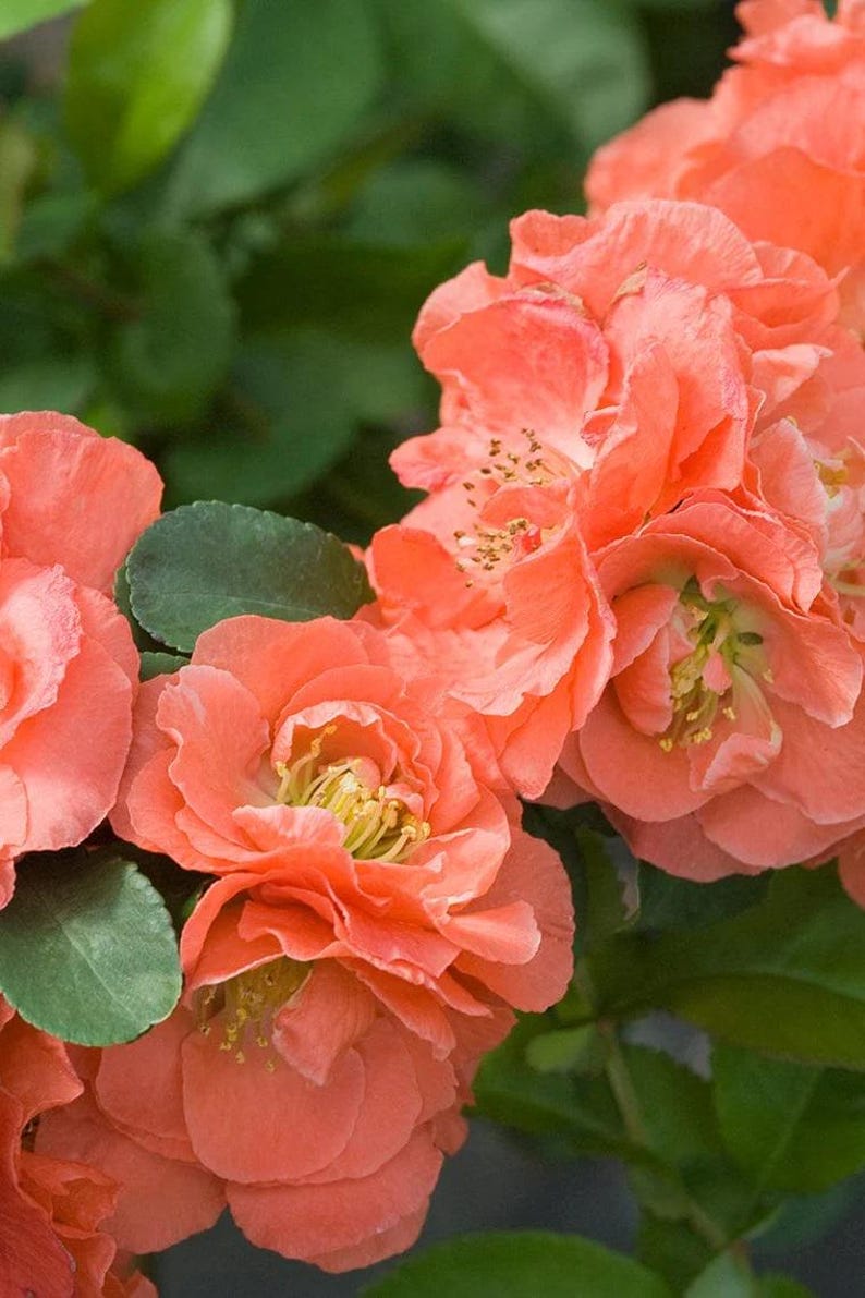 Double Take Peach Flowering Quince - 6" Pot - Thornless - Chaenomeles speciosa - Double Peach Flowers - Heat Resistant