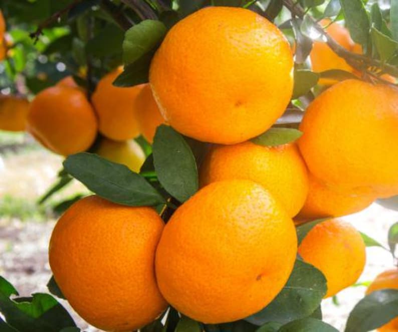 Satsuma Mandarin Orange Tree 2ft Grafted Owari | Citrus Reticulata | Ideal for Florida Gardens, Sweet Seedless Fruit