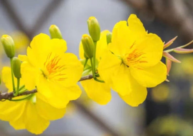 Mai Vàng Plant - 3 Gal Pot - Ochna integerrima - Vietnamese Golden Apricot Tree - Vibrant Garden Addition