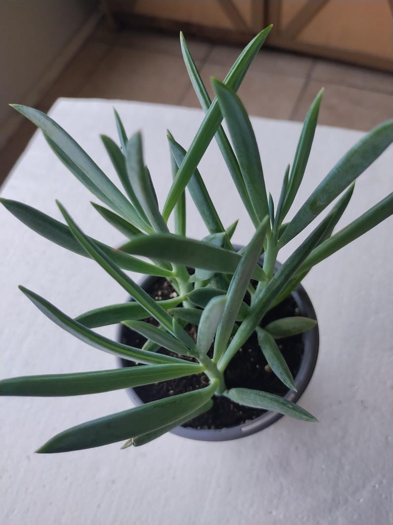 Turquoise Tentacles Plant + Small Rooted + Free Cutting + Curio (Pothos/Philodendron/Spider/Tradescantia Zebrina)
