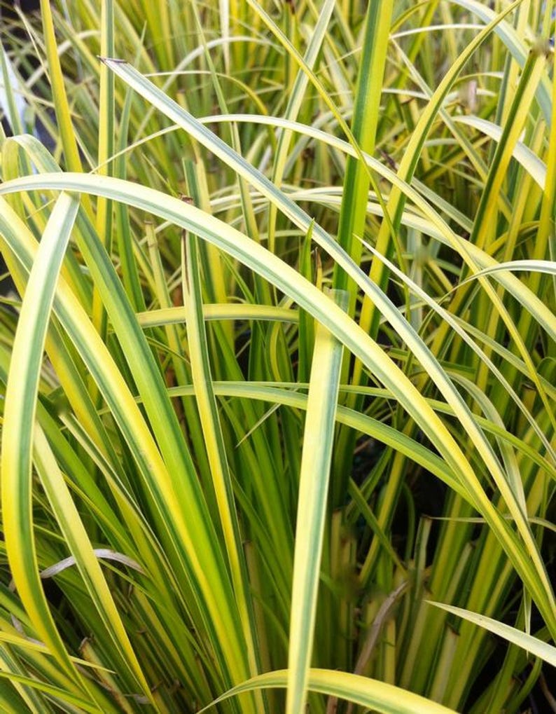 Ogon Sweet Flag Starter Clump - Acorus gramineus 'Ogon' - Evergreen Grass for Ponds, Containers - Bare Root Plant