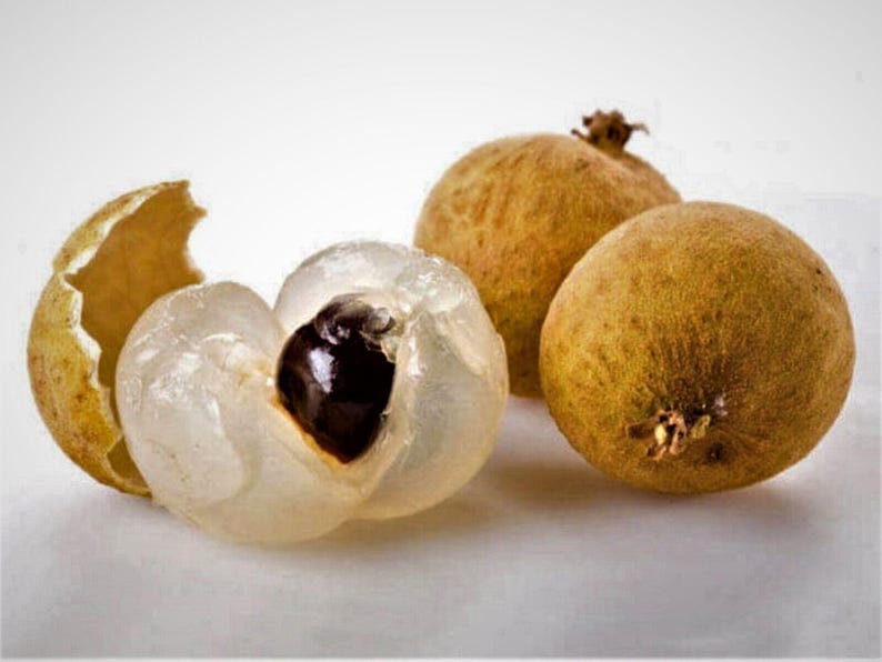 Biew Kiew Longan Tree Live Plant 2 Feet in 3 Gal Pot - Dimocarpus longan 'Biew Kiew' - Sweet Tropical Fruit Variety