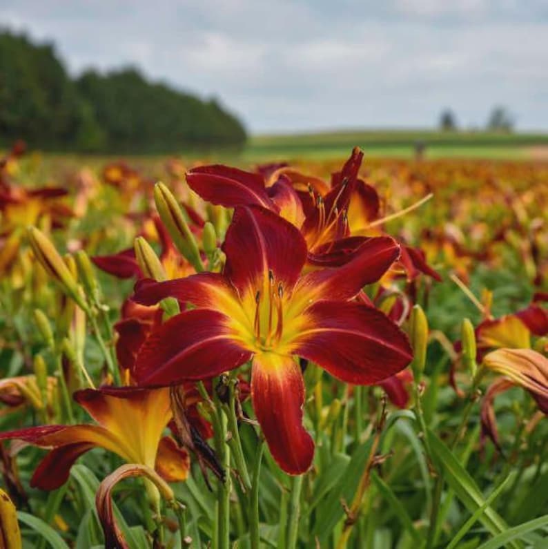 Ruby Spider Daylily Crown - Bareroot Healthy Plant with 9" Ruby-Red Blooms, Hemerocallis 'Ruby Spider'