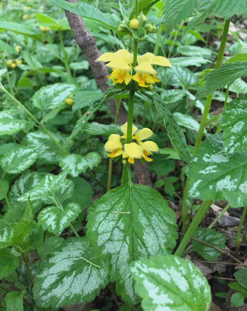 Lamium Plant - 1 Bare Root Live Yellow Archangel - Lamium galeobdolon - Hardy Ground Cover for Shaded Areas