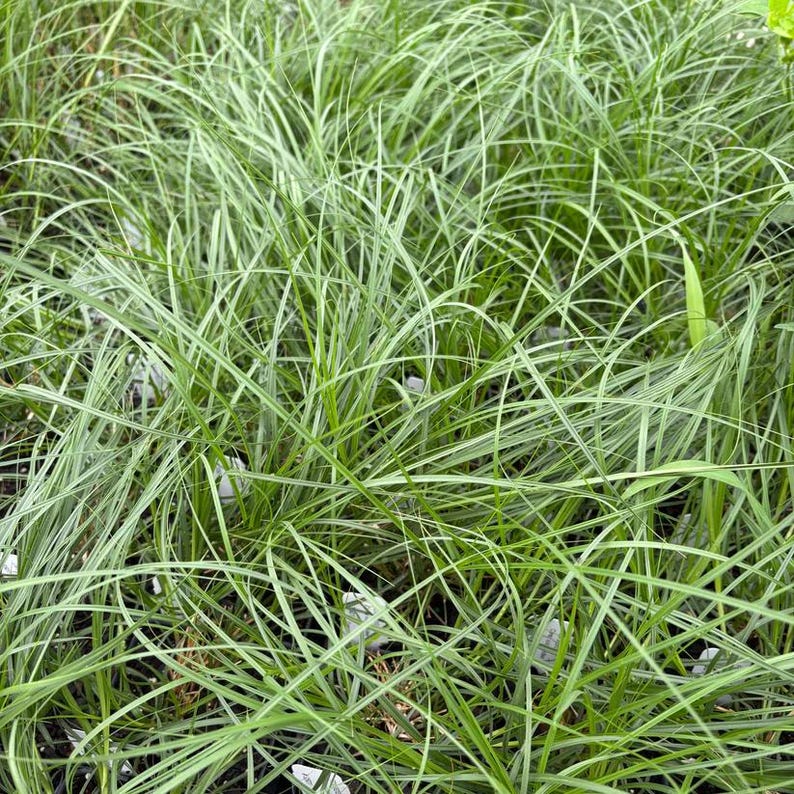 Fox Sedge Live Plant 3.5" Pot Carex vulpinoidea North American Native Full Sun to Part Shade Zones 3-7