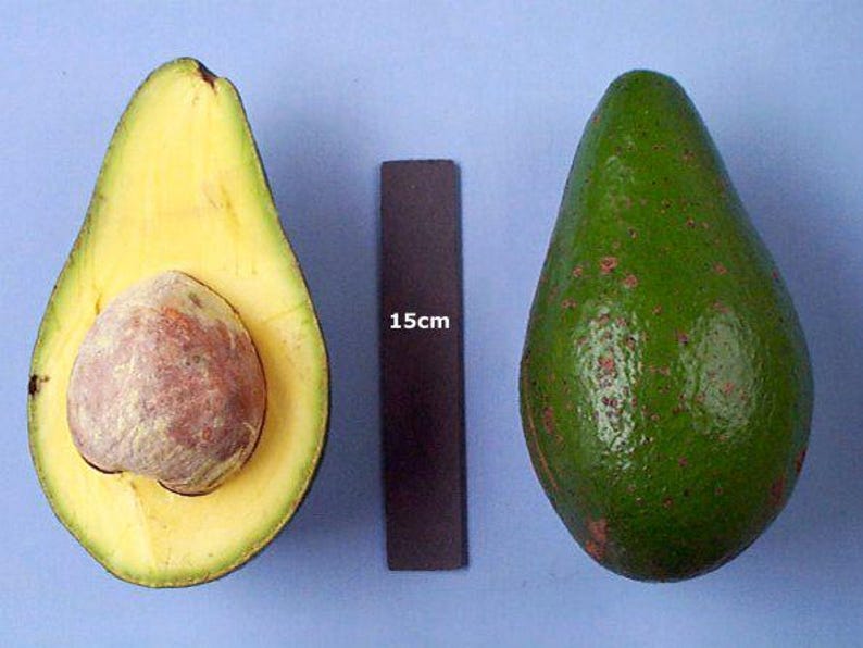 Grafted Hall Avocado Tree - 1ft Tall - High Fat Content - Persea americana 'Hall' - Ships in 6" Pot - Ideal for Small Spaces