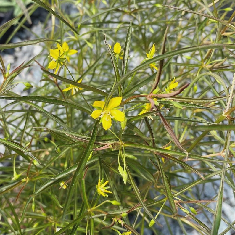 Lanceleaf Loosestrife Plant - 1 Rooted Plant - Yellow Flowers - Lysimachia punctata - Perennial for Borders and Gardens