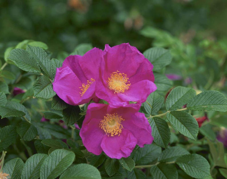 Rugosa Rose Bareroot Starter Plant - Sharp Spines - Rosa rugosa - Hardy, Drought-Tolerant, Fragrant Flowers for Garden