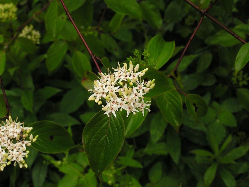Silky Dogwood Bareroot Plant 12" Cornus amomum Native Shrub with Range Map for Gardens and Wildlife Habitat
