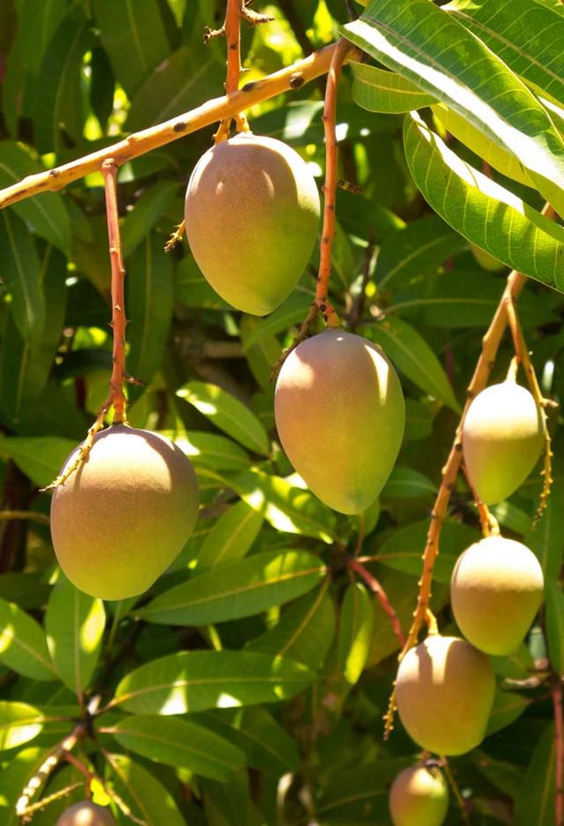 Grafted Carrie Mango Tree 3 Gallon Pot - Compact Mangifera indica for Small Gardens - Sweet Flavor, Low Maintenance