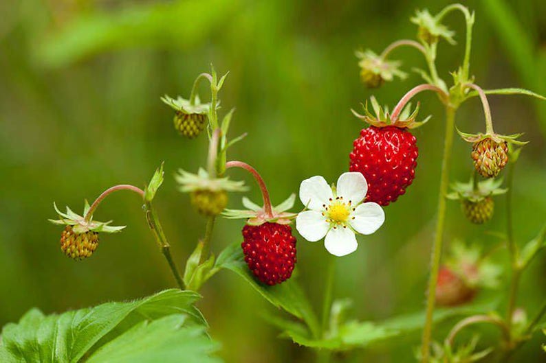 Wild Strawberry Plant - 1 Bare Root - Fragaria vesca - Edible Perennial Ground Cover for Gardens and Containers