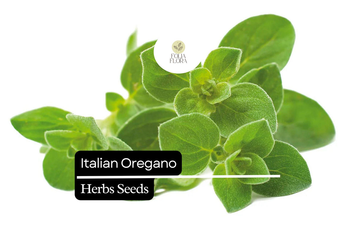 100mg Italian Oregano Seeds | Origanum vulgare | Heirloom, Non-GMO Culinary Herb | Aromatic & Easy to Grow