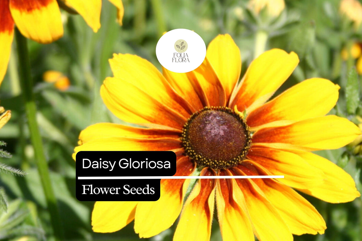 100mg Gloriosa Daisy Seeds, Rudbeckia hirta, Hardy Perennial with Vibrant Multicolored Blooms