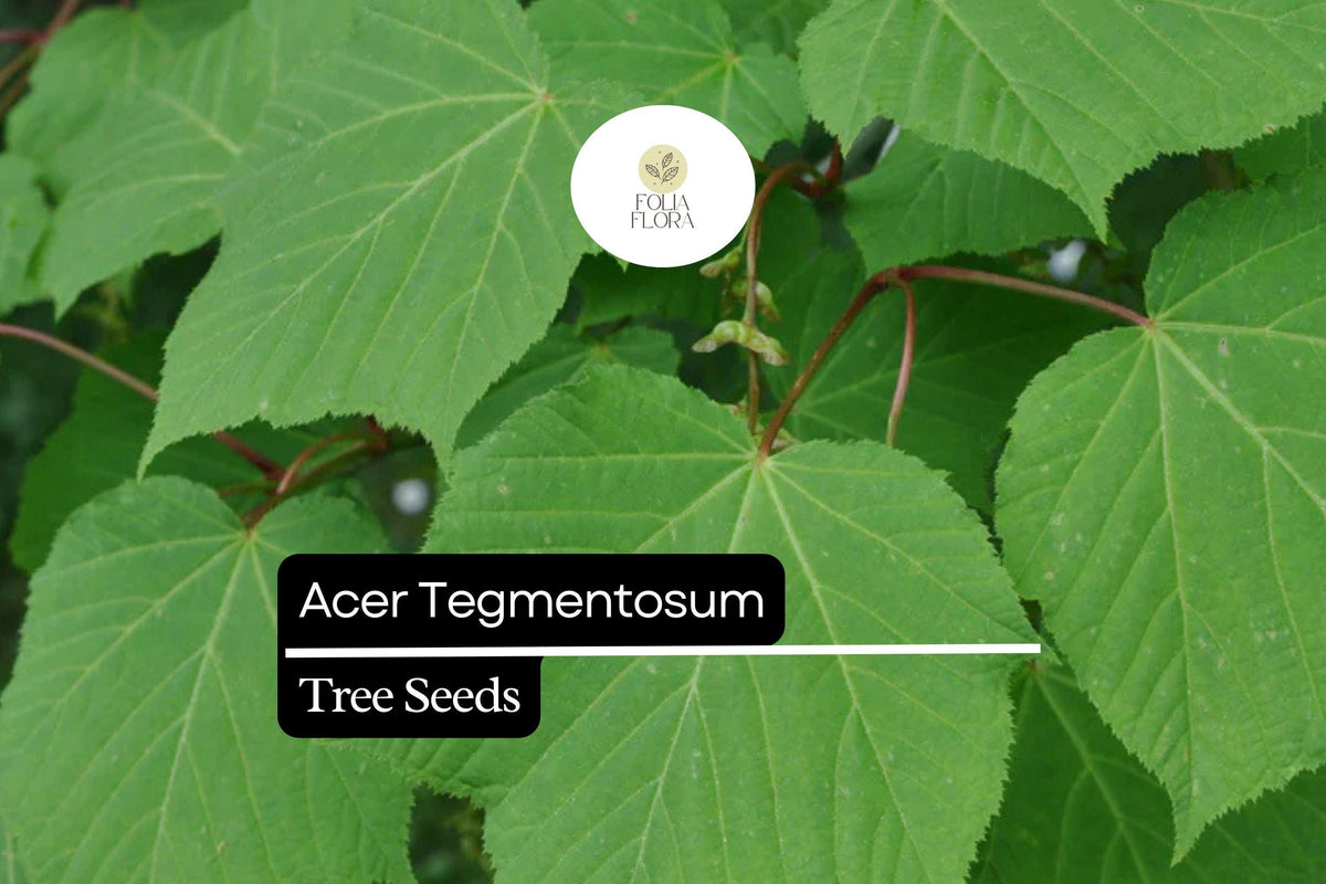 10 Seeds Acer tegmentosum – Manchurian Maple, Striped Bark Ornamental Tree