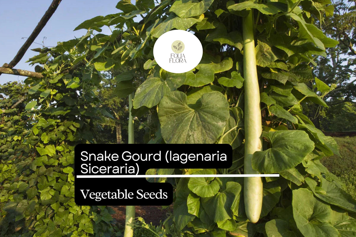 10 Seeds Snake Gourd | Lagenaria siceraria | Heirloom, Non-GMO Exotic Vegetable | Vigorous & High-Yield