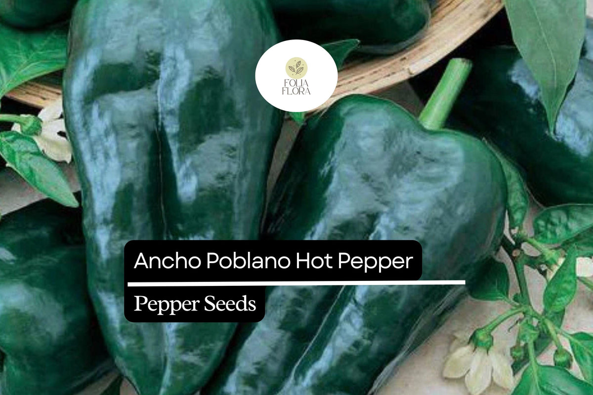 15 Seeds Ancho Poblano Pepper, Capsicum Annuum, Mildly Spicy and Versatile Chili for Cooking