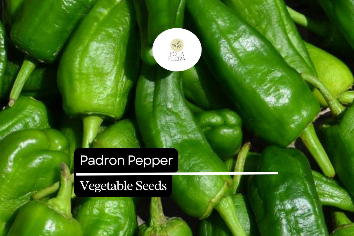 10 Seeds Padron Pepper (Capsicum annuum) – Mild, Flavorful Spanish Pepper