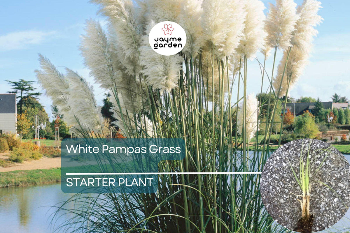 White Pampas Grass Starter Plug Plant | Cortaderia selloana | Hardy Ornamental Grass with Feathery Plumes | Drought-Tolerant