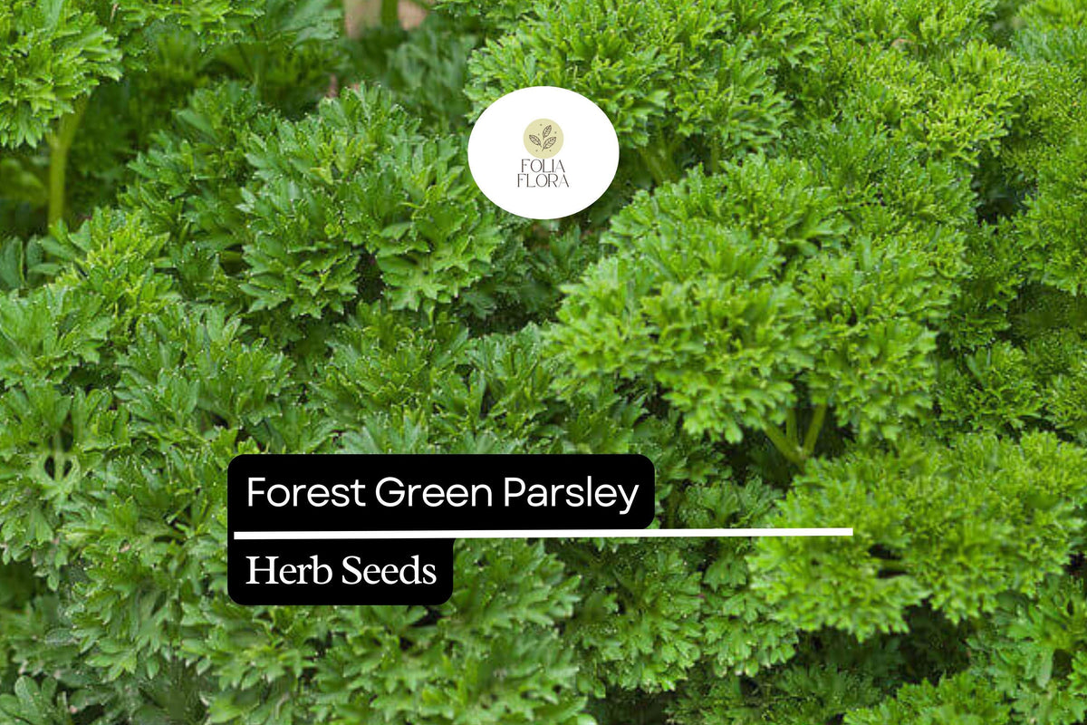 1200 Seeds Forest Green Parsley (Petroselinum crispum) – Aromatic Herb for Culinary and Garden Use