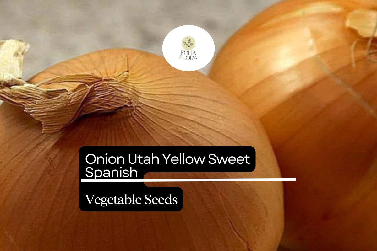 Utah Yellow Sweet Spanish Onion Seeds | Heirloom Allium cepa