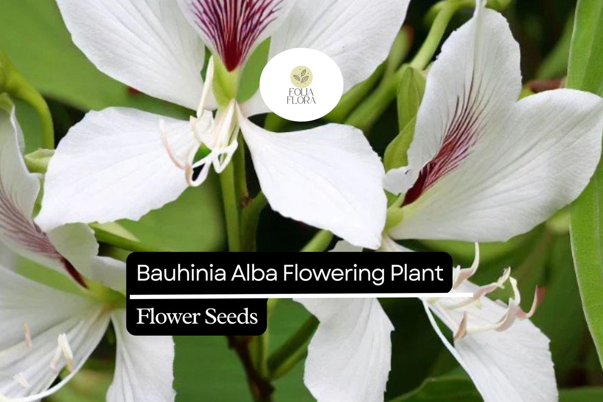10 Bauhinia Alba Seeds | White Orchid Tree | Elegant Flowering Plant for Gardens