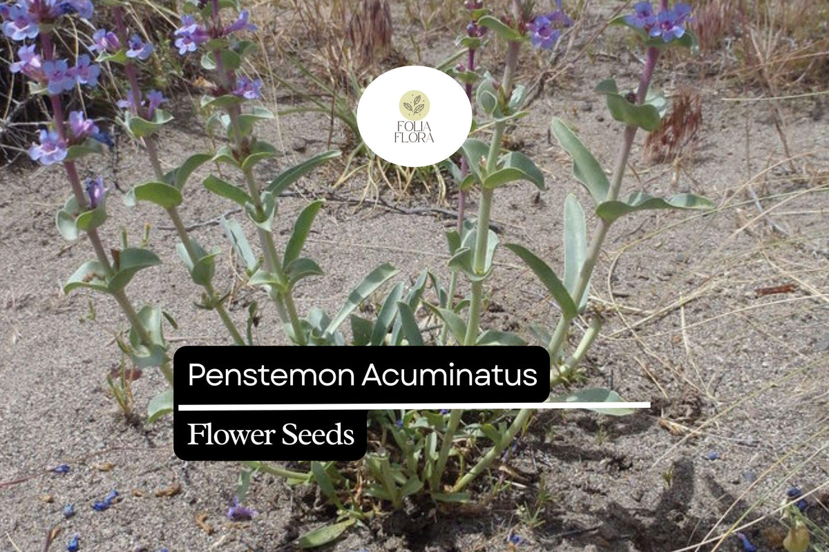 100mg Penstemon Acuminatus Seeds, Sharpleaf Penstemon, Drought-Tolerant Native Wildflower
