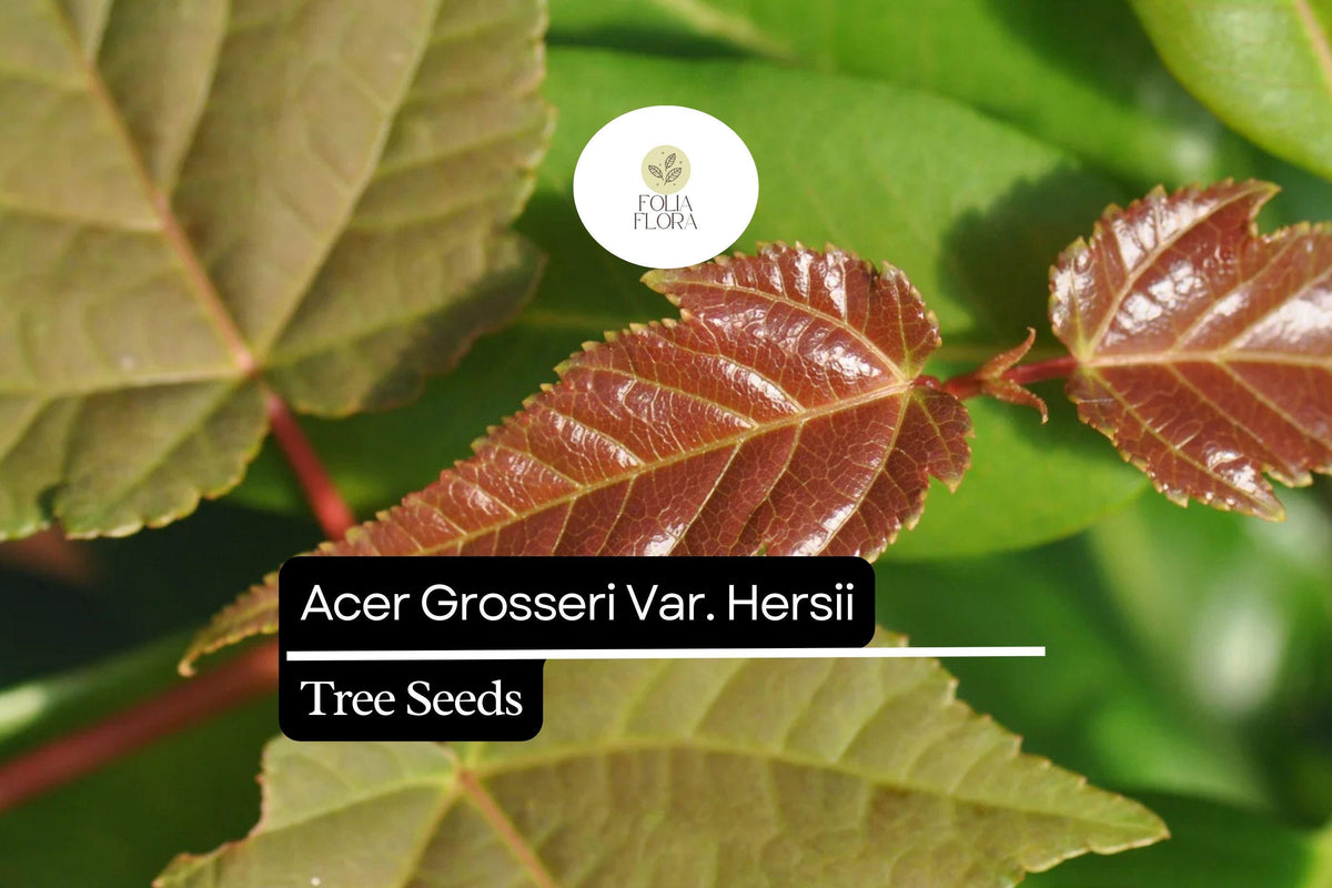 10 Hers's Snakebark Maple Seeds – Rare Striped Bark Tree