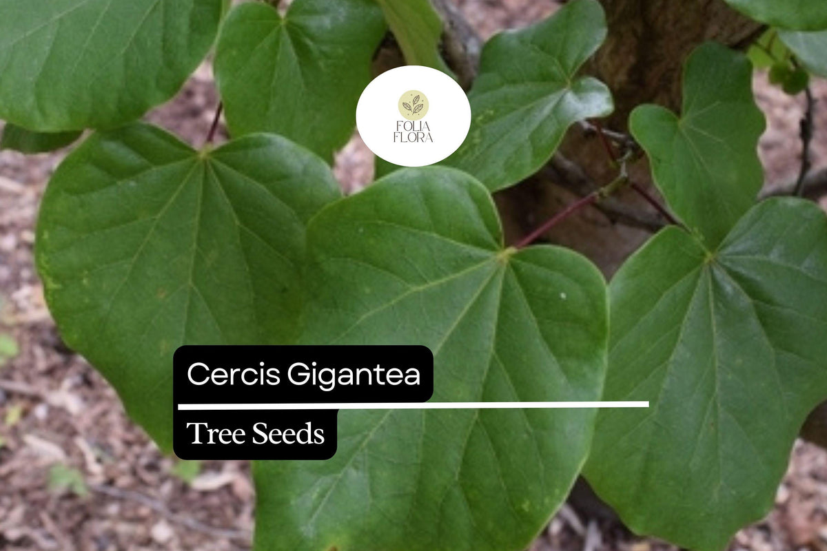 10 Seeds Cercis Gigantea, Giant Redbud Tree, Rare Ornamental Deciduous Tree with Pink Blossoms