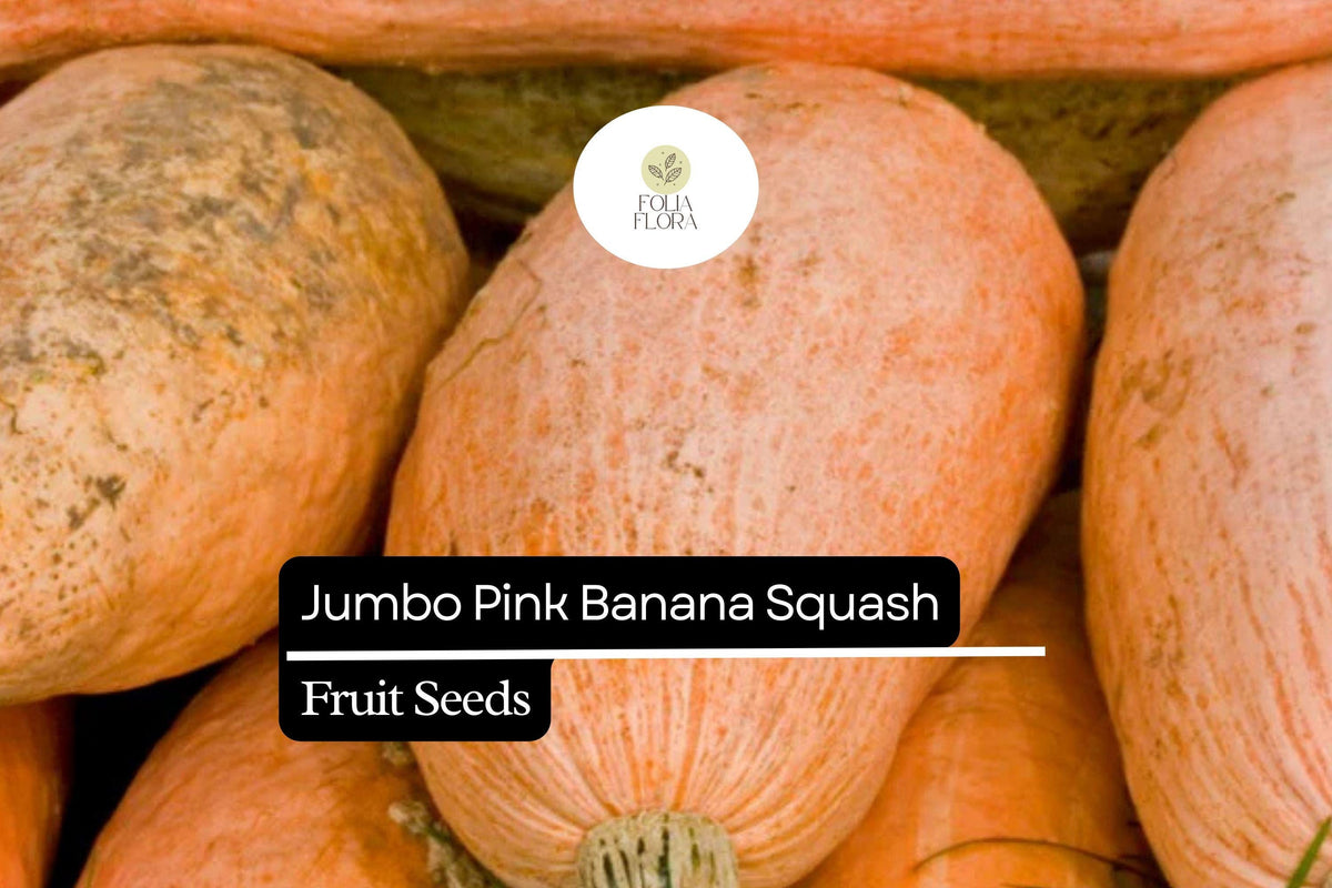10 Seeds Jumbo Pink Banana Squash (Cucurbita maxima) – Heirloom Variety, Sweet & Versatile