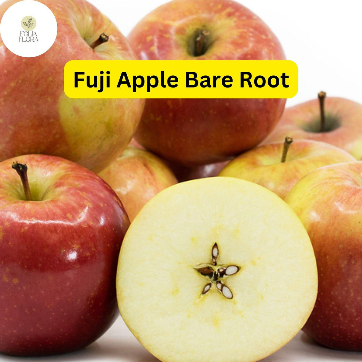 1 Fuji Apple Tree (Malus domestica) 2-3 Ft Tall Live Fruit Tree