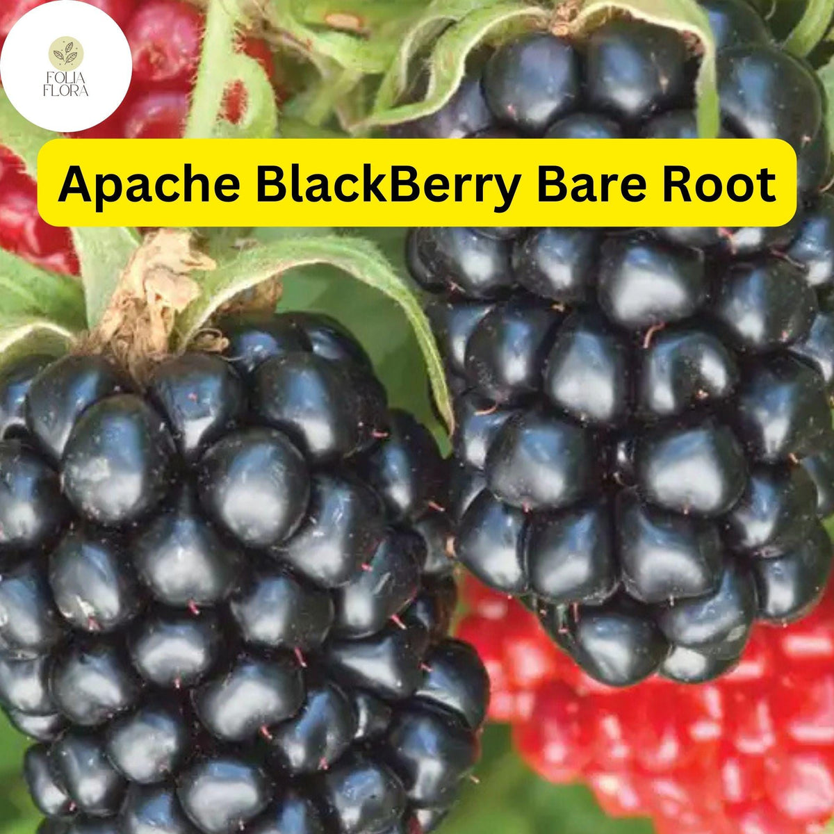 1 Live Bare Root Starter Plant Apache Thornless Blackberry Plant, Rubus, High-Yield Fruit Producer