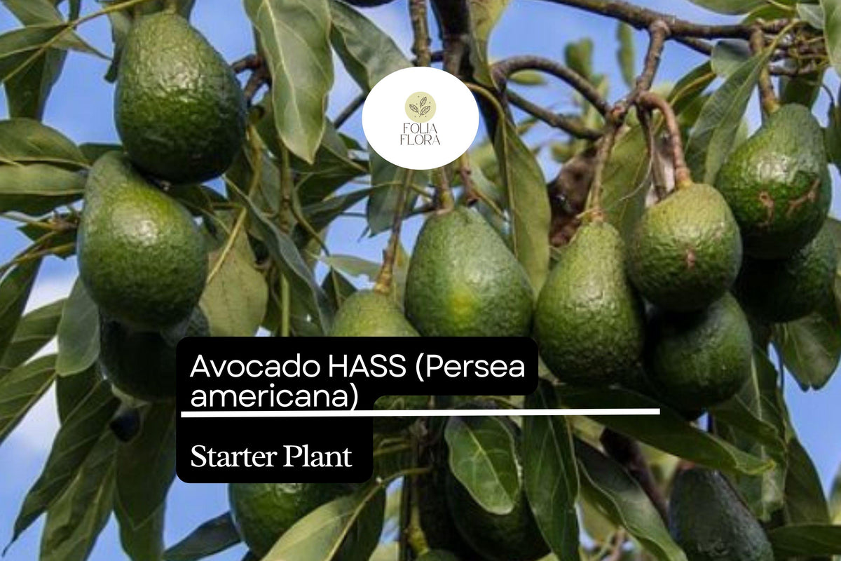 1 Starter Plant Avocado Hass Tree (Persea americana) Live Tropical Fruit Tree 12"-24"
