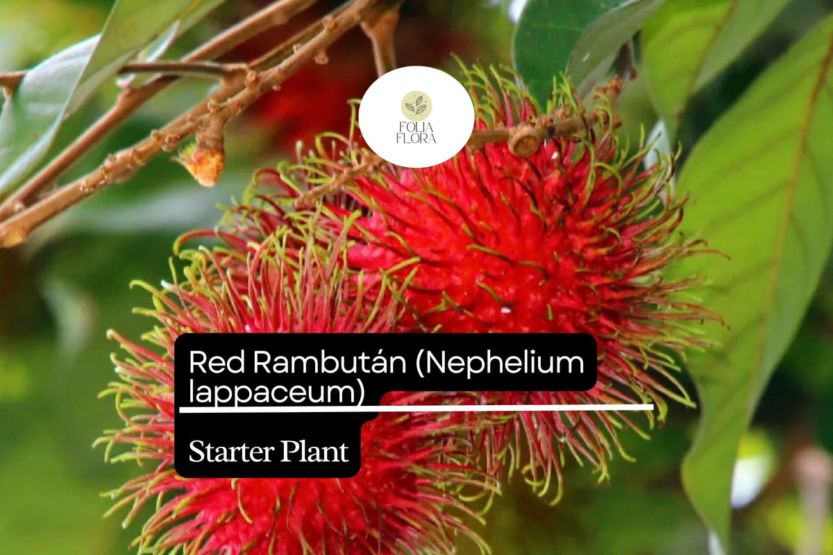 1 Starter Plant Red Rambutan (Nephelium lappaceum) – Exotic Live Fruit Tree 12″-24″ Vibrant