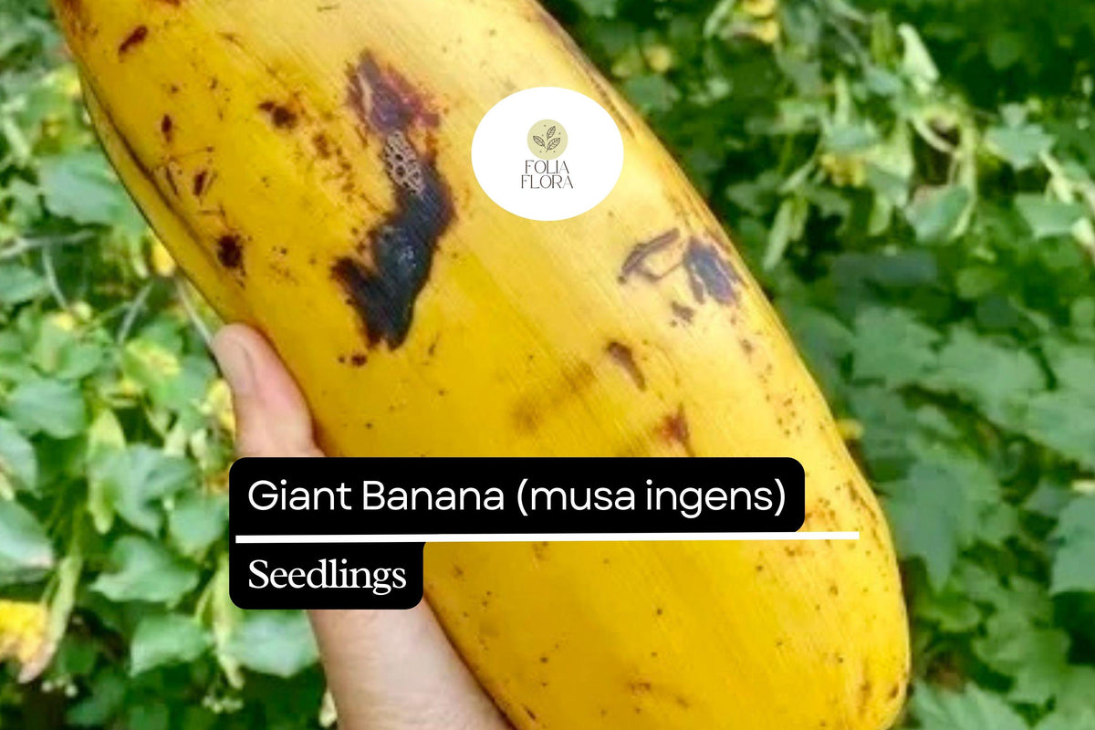 1 Seedling Largest Giant Banana Live Fruit Plant (Musa ingens)