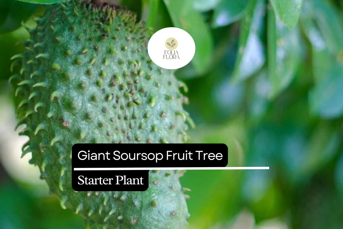 1 Giant Soursop Fruit Tree (Annona muricata) Live Starter Plant – 3’-4’