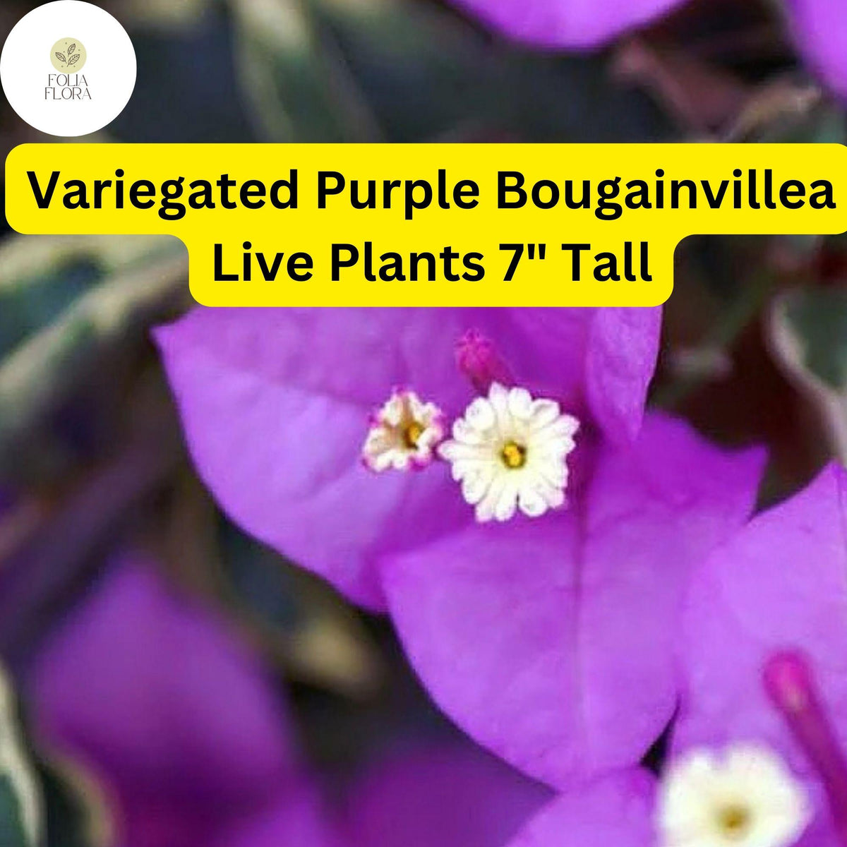 Variegated Purple Bougainvillea Live Plant – 7" Potted Tropical Vine with Vibrant Purple Bracts & Variegated Foliage