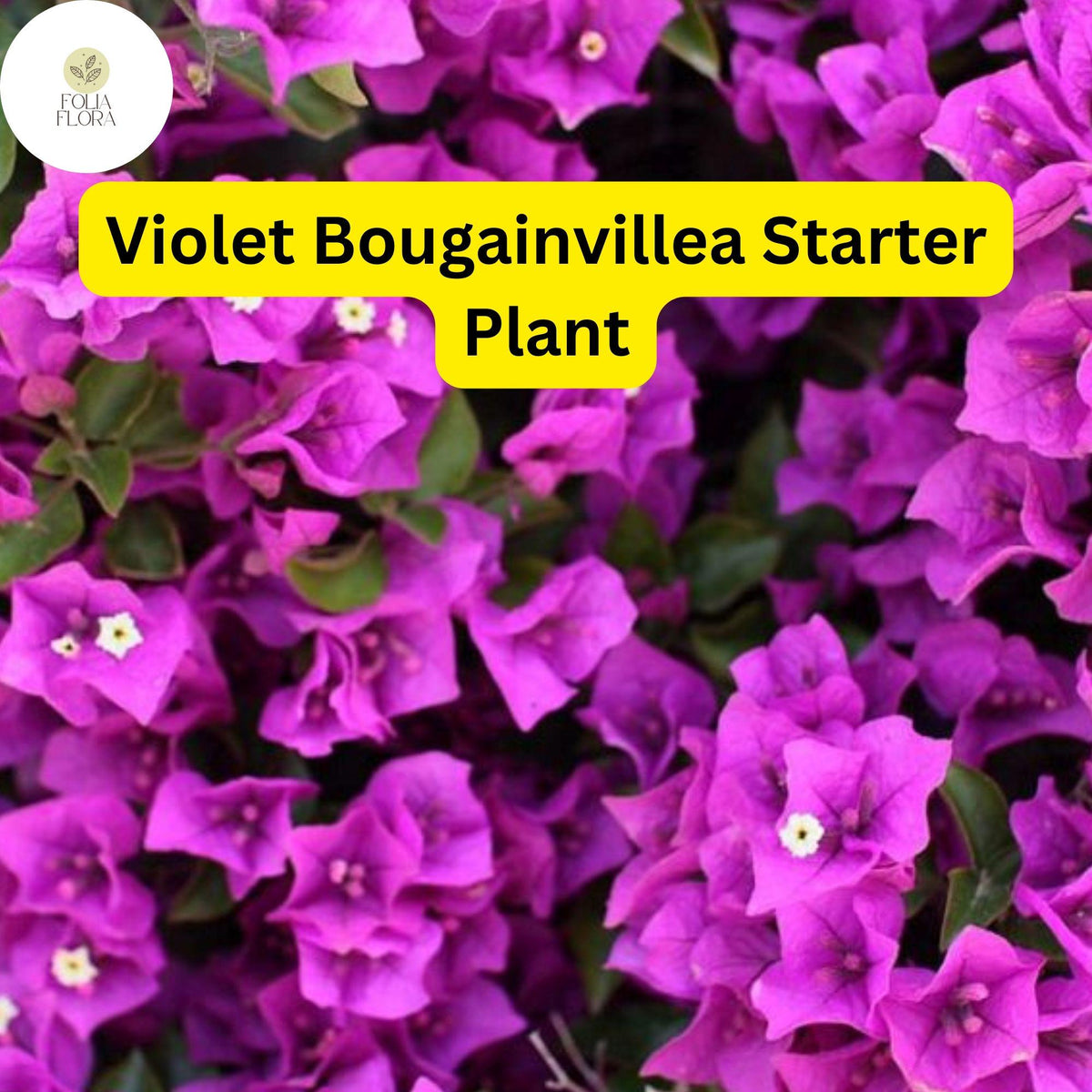 1 Well Rooted Violet Live Bougainvillea Starter/Plug Plant - Easy to Grow