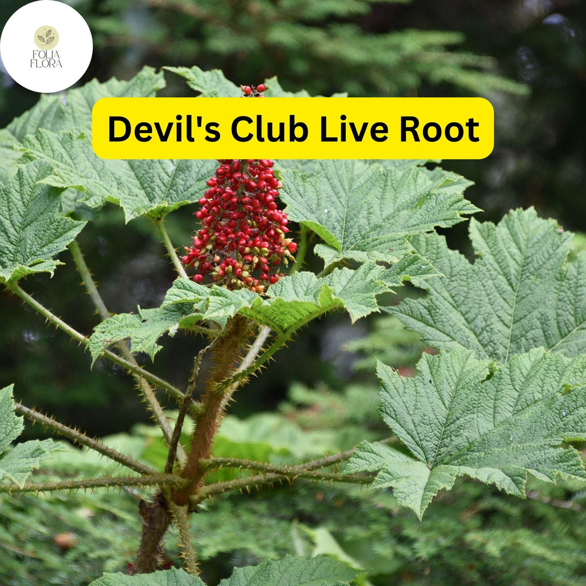 1 Devil's Club (Oplopanax horridus) Live Root – Alaska Wild Harvested for Planting