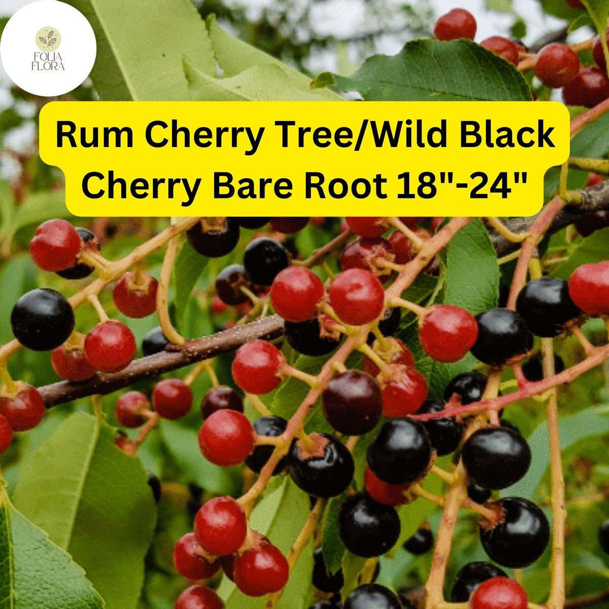 Wild Black Cherry Tree – Live Bare Root Plant, 18-24â€