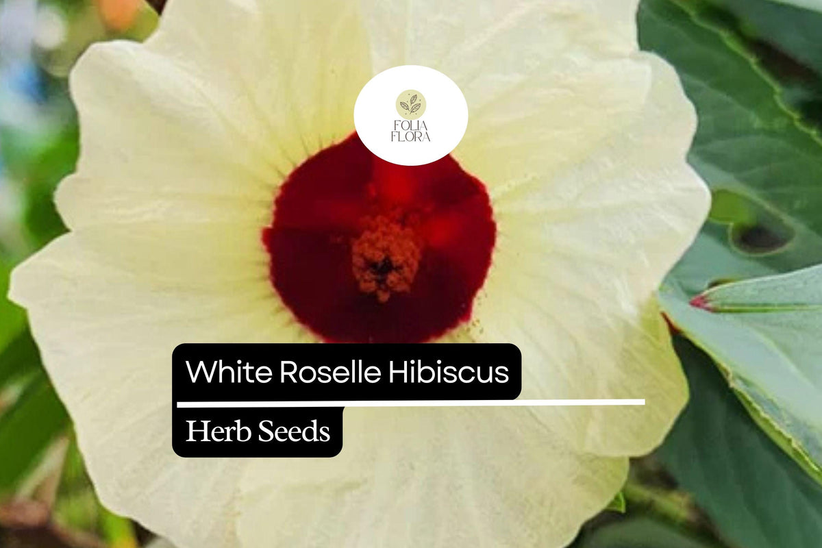 White Roselle Hibiscus Seeds | Edible Calyx & Blooms (25 Seeds)
