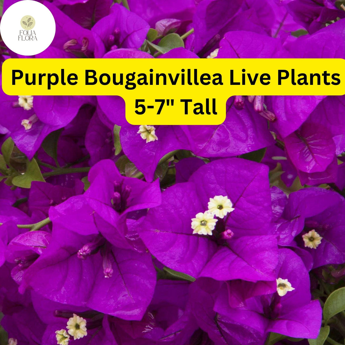 1 Purple Bougainvillea - Live Plant 5-7" Tall - Paper Flower, Vibrant Blooms, Drought-Tolerant