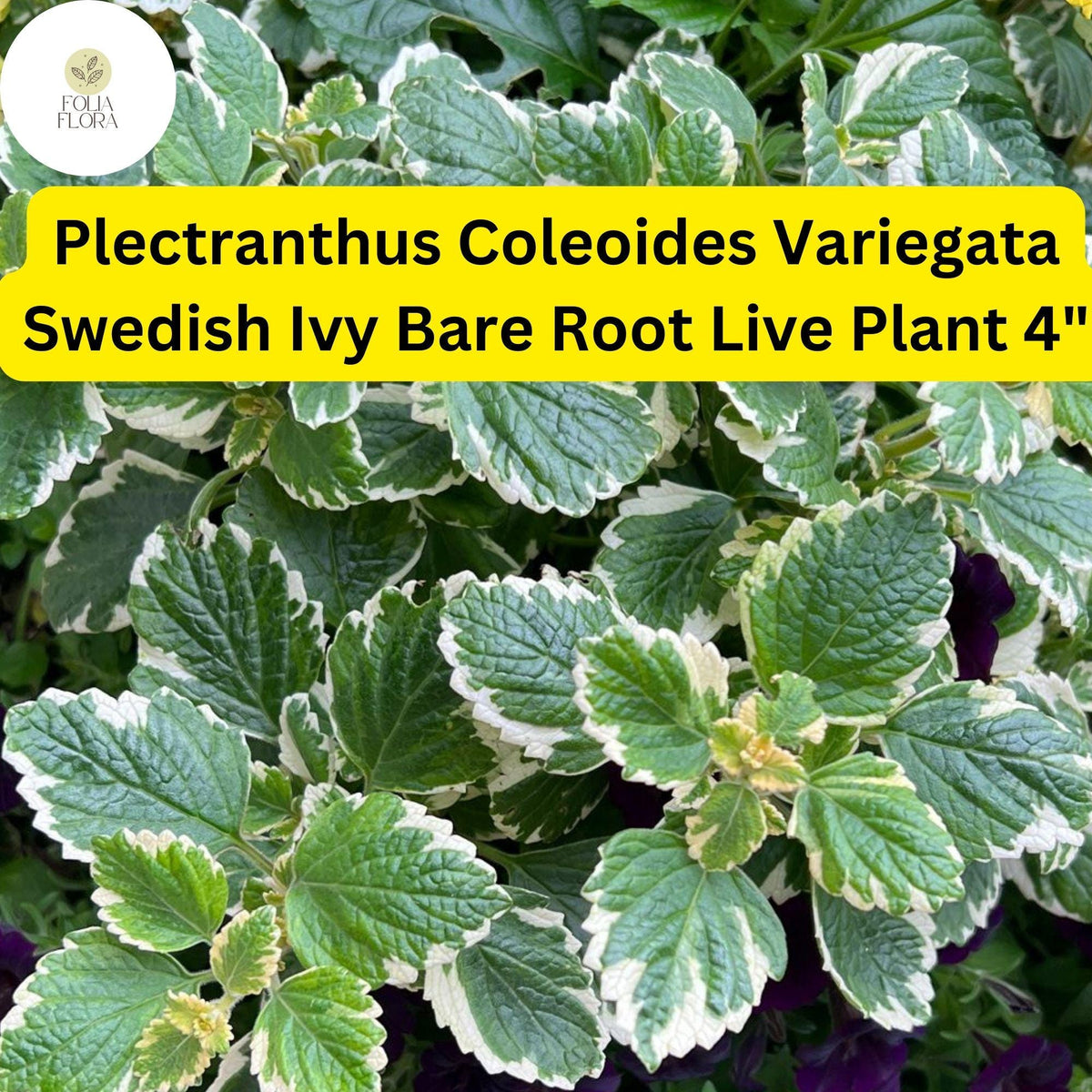 Variegated Swedish Ivy Plant | Plectranthus coleoides, Easy-Care