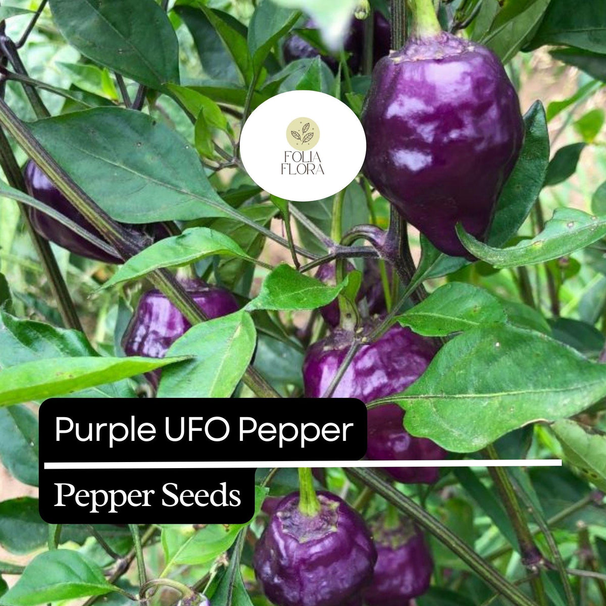 10 Purple UFO Pepper Seeds – Unique Heirloom, Mildly Spicy & Sweet, Non-GMO