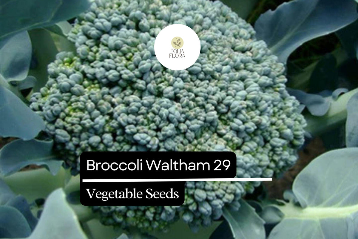 Waltham 29 Broccoli Seeds – Heirloom, Cold-Hardy, High-Yield, Green Florets – Brassica oleracea