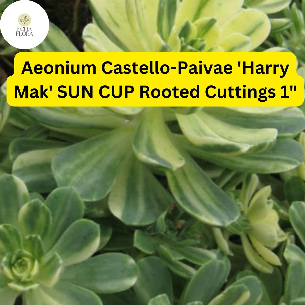Variegated Aeonium Sun Cup Plant Cuttings | 3 Rooted Succulents | Aeonium castello-paivae ‘Harry Mak’