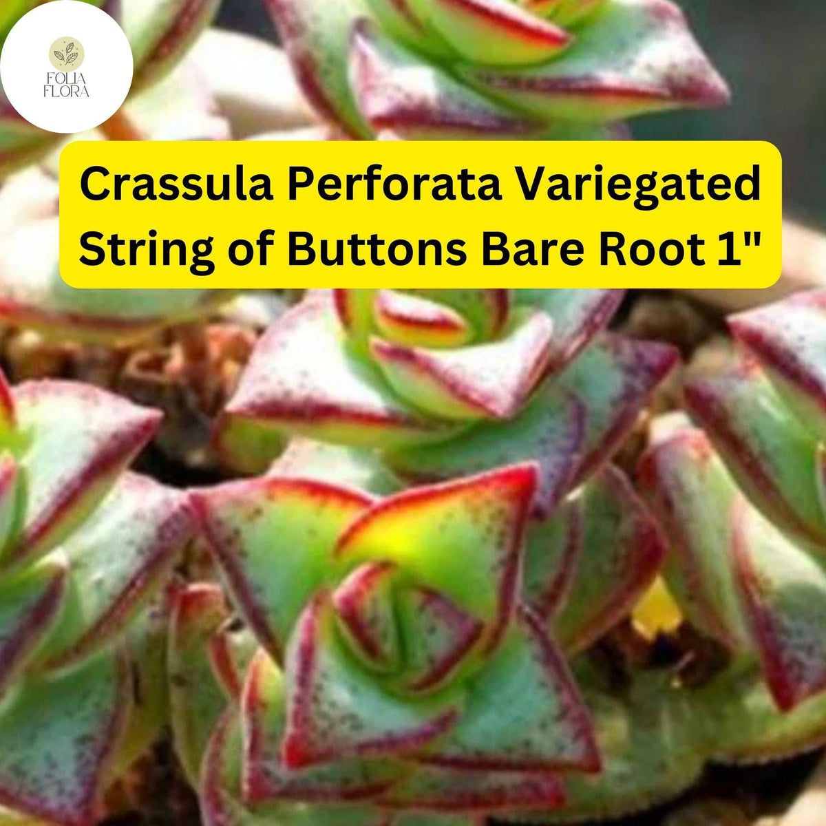 Variegated String of Buttons Succulent | Crassula Perforata Trailing Plant | Drought Tolerant, Low Maintenance