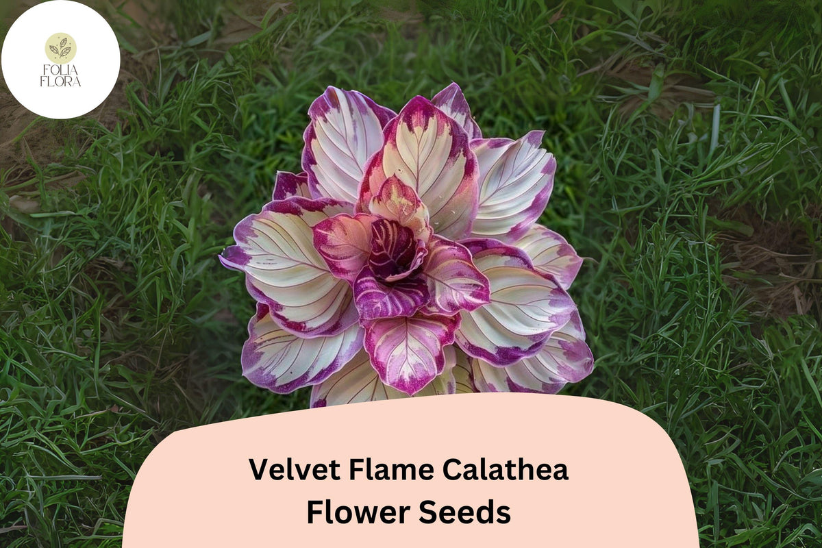 Velvet Flame Calathea Seeds | Exotic Tropical Foliage Plant (25+ Seeds)