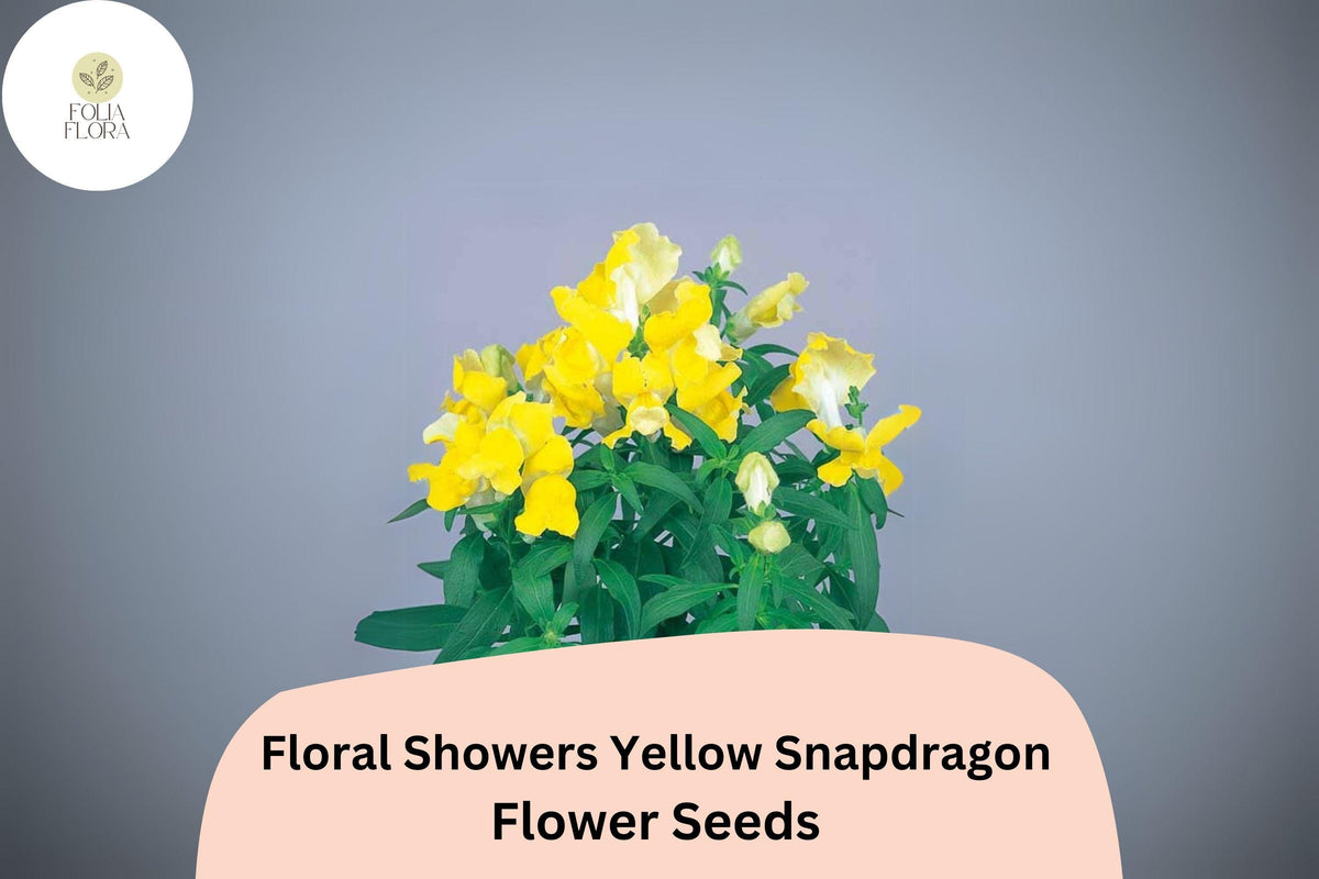Yellow Snapdragon Seeds | Dwarf Floral Showers Variety, 1000+ Seeds